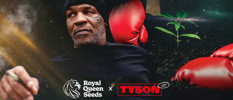 RQS vereint seine Kräfte mit Tyson 2.0