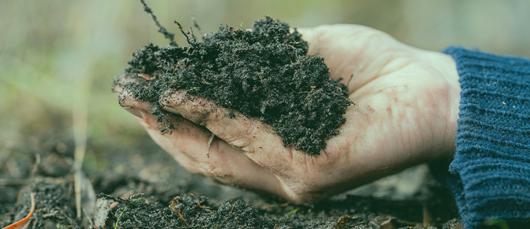 Die Bedeutung von Bodenmikroben für Cannabispflanzen