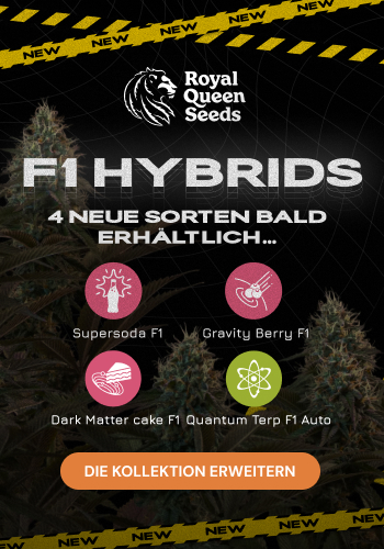 Royal Queen Seeds